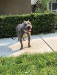 American Pit Bull Terrier For Adoption In San Jose CA
