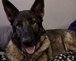 German shepherd dog for adoption in tampa fl