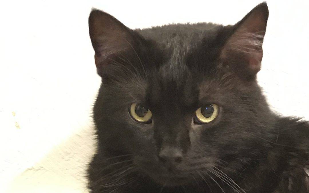 Pittsburgh PA – 7 yo M DSH Black Cat For Private Adoption By Owner – Meet Shadow