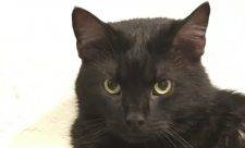 DSH Black Cat For Adoption In Sewickley Pa