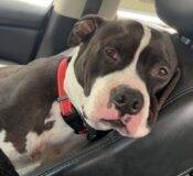 ADOPTED – American Pit Bull Terrier (Pitbull) Mix Dog For Adoption In San Diego CA – Supplies Included – Adopt Gary