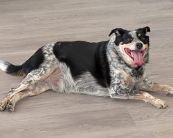 Scooby, a blue heeler australian shepherd mix dog for adoption in airdrie ab.