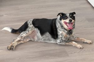 Scooby, a Blue Heeler Australian Shepherd mix dog for adoption in Airdrie AB.