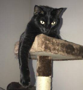 Black Cat For Adoption in Houston Katy