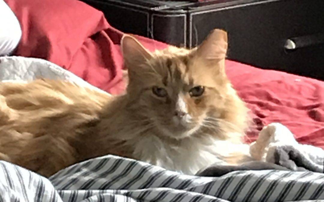 Pittsburgh pa – handsome orange tabby maine coon mix cat