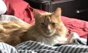 Orange Tabby Maine Coon Mix Cat For Adoption In Sewickley Pa