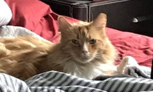 Orange tabby maine coon mix cat for adoption in sewickley pa