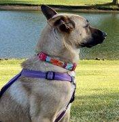 Lunah Belgian Malinois Mix Adoption Fairfield CA