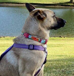 Adopt a belgian malinois mix dog in fairfield california – supplies included – meet lunah