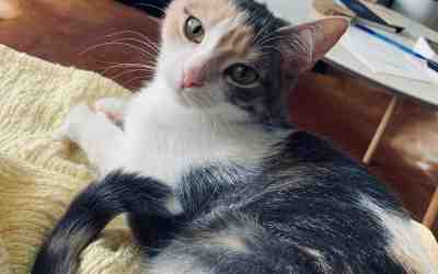 Cuddly calico cat for adoption in kawartha lakes (coboconk) ontario – adopt tigris