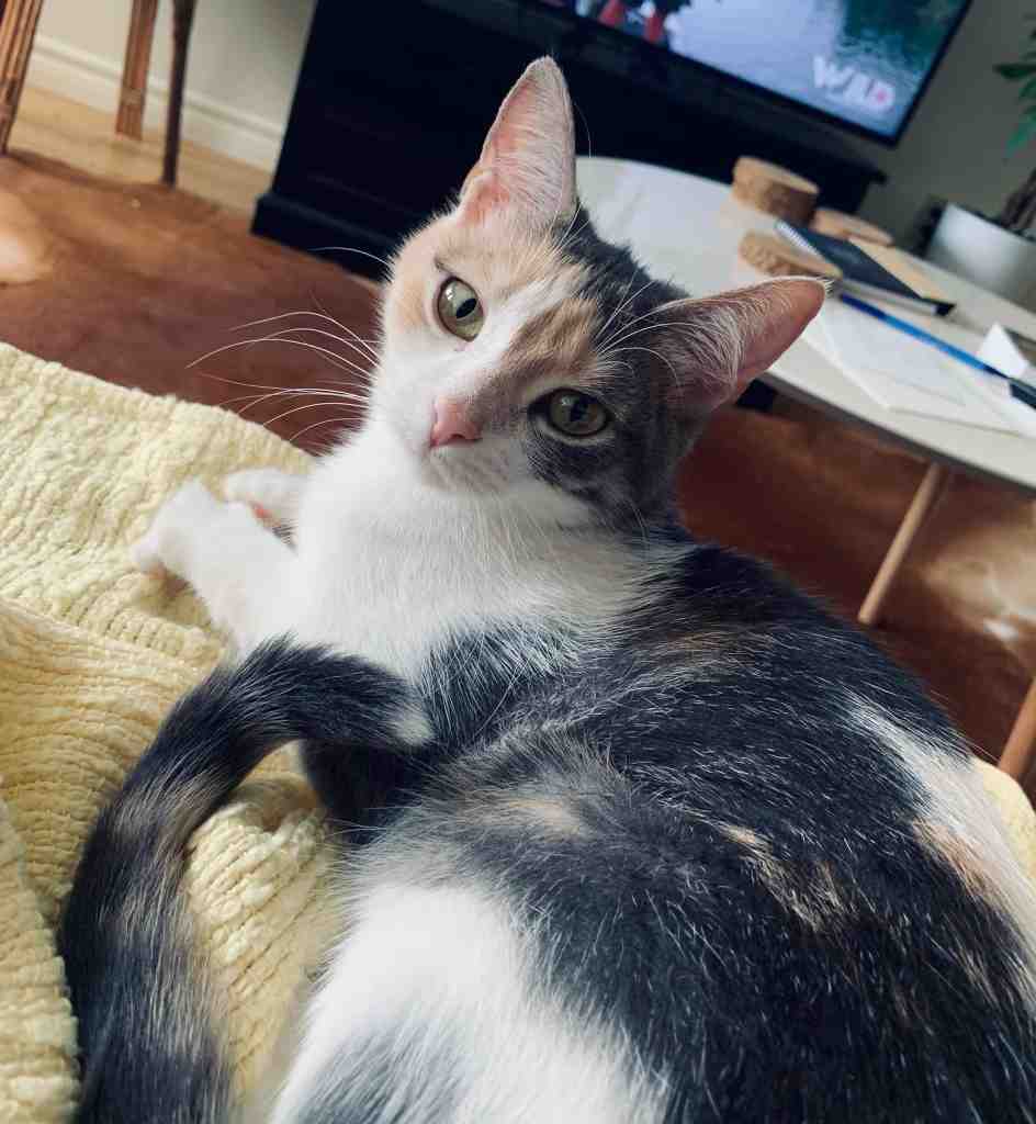 Cuddle Tigris sits on the sofa watching TV with her owners. This calico cat for adoption in Coboconk, Ontario.