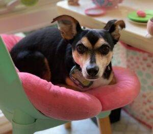 Minpin chihuahua (chipin) dog for adoption coronado ca – supplies included – adopt hugh