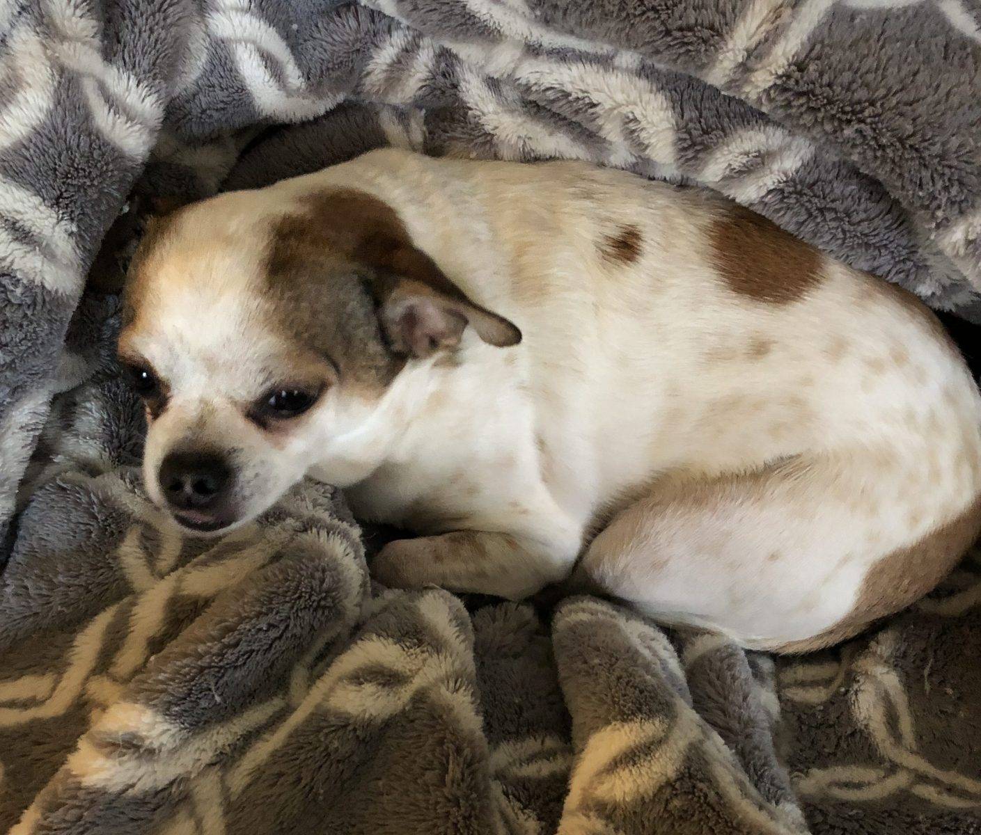 Rehomed – dodger – chihuahua in nashville tn