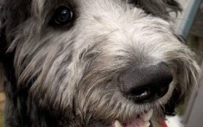 No longer available – goldendoodle puppy in dallas texas – professor