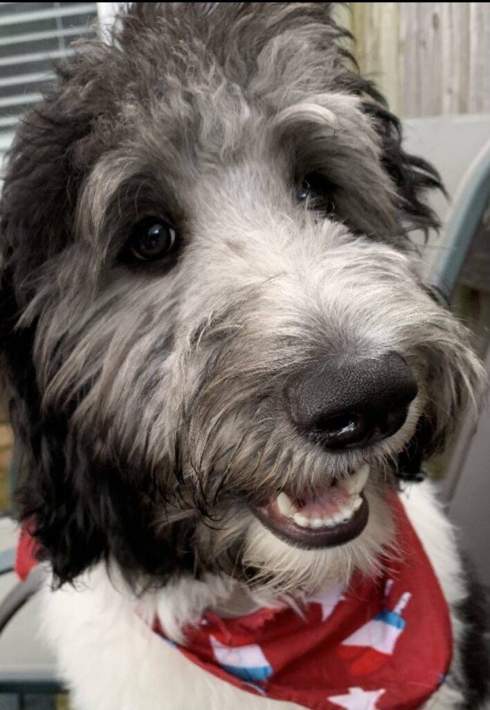 Goldendoodle dog for adoption in dallas texas