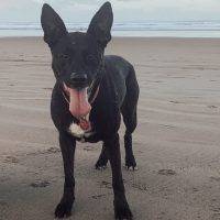Black German Shepherd Mix Dog For Adoption Seattle WA