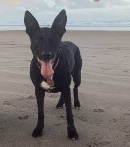 Black german shepherd mix dog for adoption redmond washington – supplies included – adopt bailey
