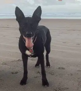 Black German Shepherd Mix Dog For Adoption Seattle WA