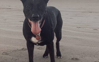 Black german shepherd mix dog for adoption redmond washington – supplies included – adopt bailey