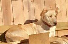 Yellow Labrador Retriever Siberian Husky Mix Huskador Dog For Adoption Kansas City MO