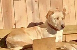 Sweet yellow labrador retriever siberian husky mix (huskador) for adoption in overland park kansas – supplies included – adopt ruby tuesday