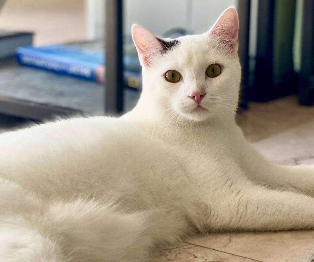 White cat for adoption in philadelphia pa