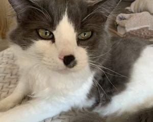 Handsome longhair white and grey cat for adoption in cornelius or – supplies included – adopt leo
