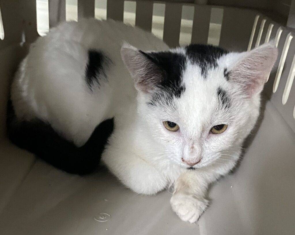 White and black kitten for adoption near philadelphia pa – meet jasper