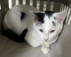 White And Black Kitten For Adoption Near Philadelphia PA – Meet Jasper