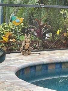 Beautiful bengal for adoption in brandon fl- supplies included - adopt bentley