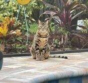 Beautiful Bengal Cat For Adoption In Tampa (Brandon) Florida – Supplies Included – Adopt Bentley