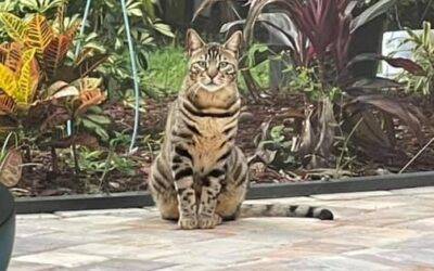 Beautiful bengal cat for adoption in tampa (brandon) florida – supplies included – adopt bentley