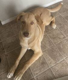 Golden Retriever Mix Dog For Adoption In Calgary