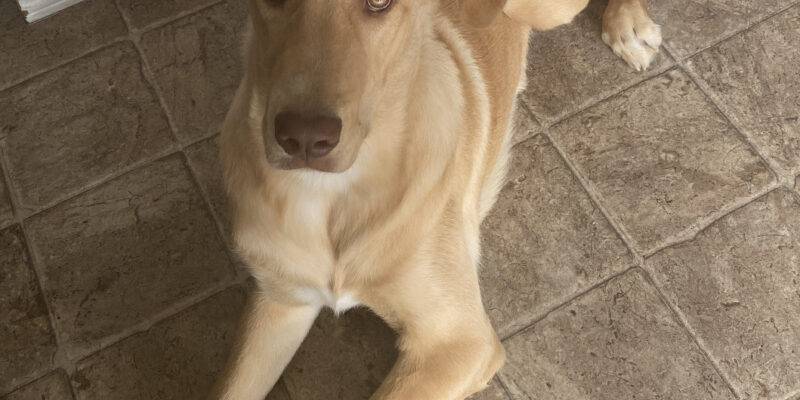 Golden Retriever Mix Dog For Adoption in Calgary