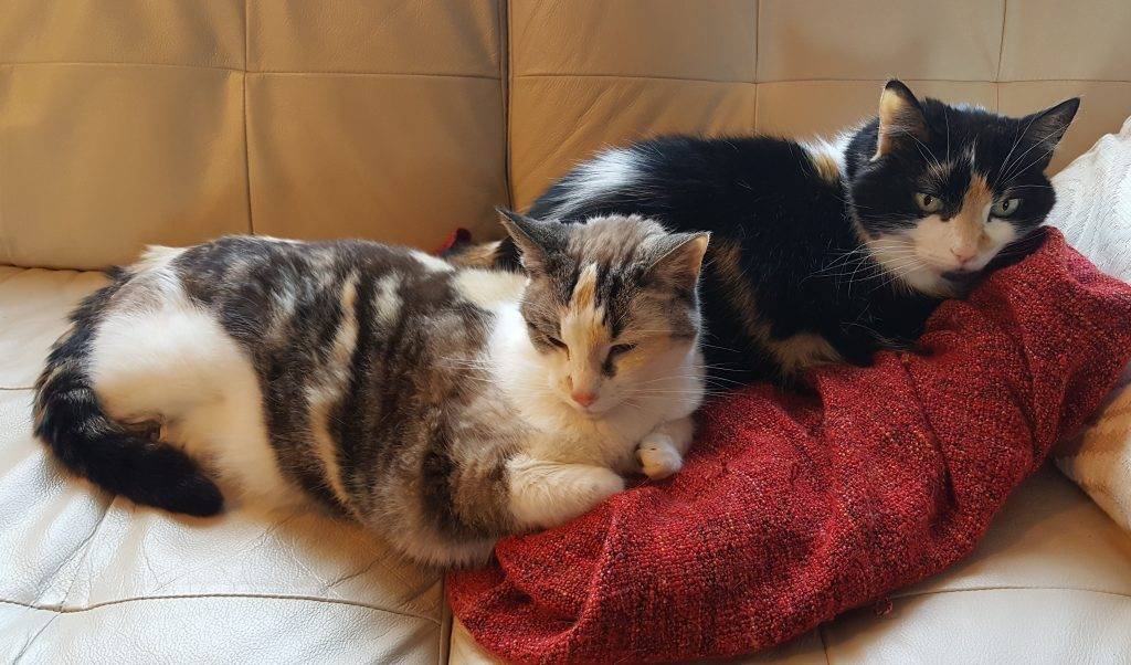 Bonded female calico cats rehomed near seattle
