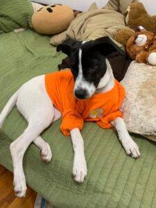 Jack russell terrier border collie mix puppy for adoption in linden nj – supplies included – adopt momo