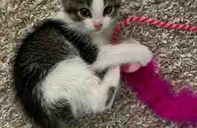 Sweet 8 week old bi-color kitten for adoption in calgary (airdrie) ab – adopt kiki