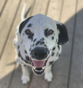 Adopted – dalmatian for adoption in fort mcmurray ab – all supplies included – adopt bowser