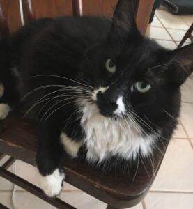 Tuxedo & black cats for adoption in tampa, florida – supplies included – adopt mike and molly