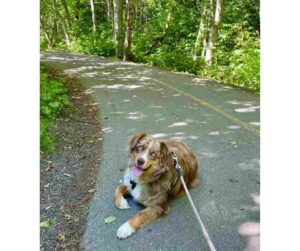 dog for adoption in Vancouver