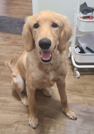 Golden Retriever Poodle Mix Dog For Adoption In Edmonton Ab