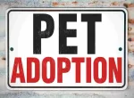 Pets for Adoption