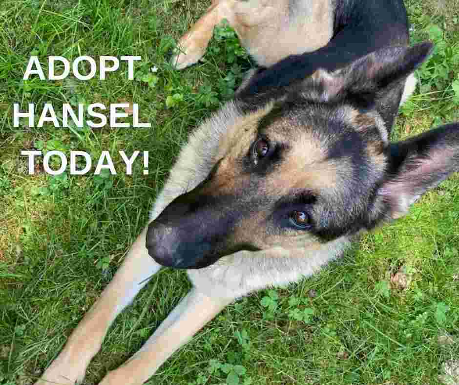 Hansel a german shepherd dog for adoption in corbett oregon
