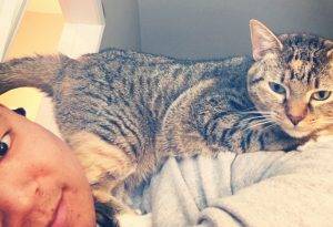 Brown female tabby cat for adoption in san antonio – adopt cayenne