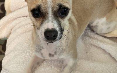 Minpin Chihuahua Mix Puppy for Adoption in Dayton Ohio – Meet Lucy