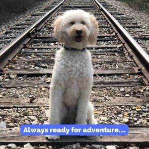 Miniature Labradoodle For Adoption in Indianapolis Indiana