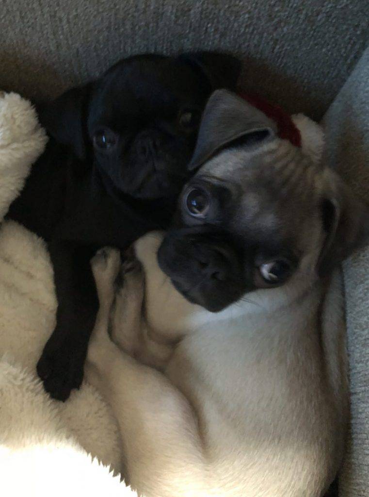 Meet koa, pug puppy adopted in san diego california - extreme cuteness alert! Koa, a sweet little 8 month old fawn pug puppy is looking for a loving new home in san diego ca. Koa is a very well behaved, playful and cuddly puppy. She is up to date on shots, very healthy and crate trained. She is house broken and ready to love. Koa is being rehomed by her owners, who love her a lot and have had a difficult time making the decision to find her a new home. They are unable to give her the time, attention and exercise she needs and deserves. Financial issues are also making things difficult, and they are having to move to a small, studio apartment - not a great environment for an active puppy. If you have been hoping to adopt a pug, koa is waiting to meet you. She is full of love and licks, and ready to become your dream dog. Offer koa a loving home today.