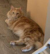 REHOMED – Orange Tabby Maine Coon Mix Cat For Adoption In Calgary AB – Meet Chester