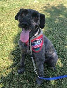 Miniature schnauzer mix dog for adoption in el paso texas – supplies included – adopt pops