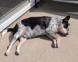Scooby, a blue heeler australian shepherd mix dog for adoption in airdrie ab.
